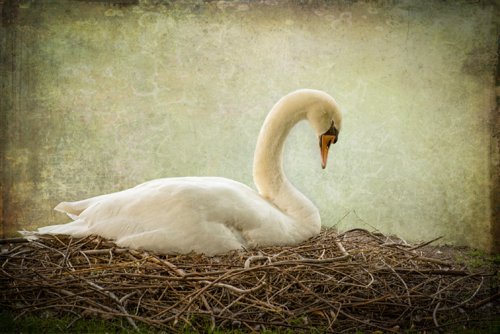 Nesting Swan Dsc 4049 Photography Art | www.jmwolinskyphotography.com