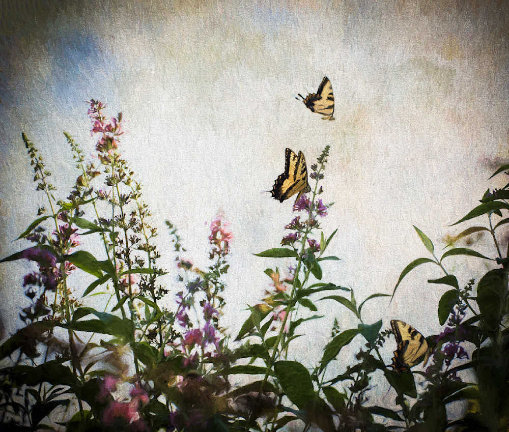 Butterfly Paradise Photography Art | www.jmwolinskyphotography.com