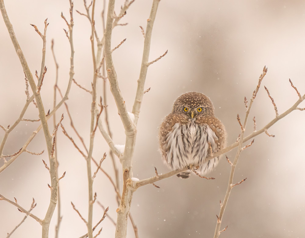 Ag Northern Pygmy Owl ~ Winter Surprise Art | Open Range Images
