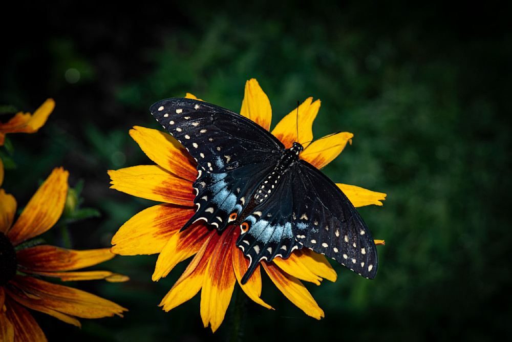 Butterfly-Female Black Swallowtail