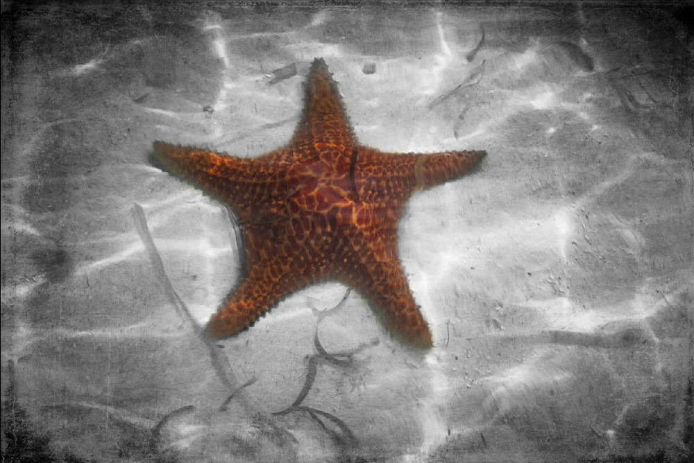 Star Of The Sea Dsc 7495 Photography Art | www.jmwolinskyphotography.com