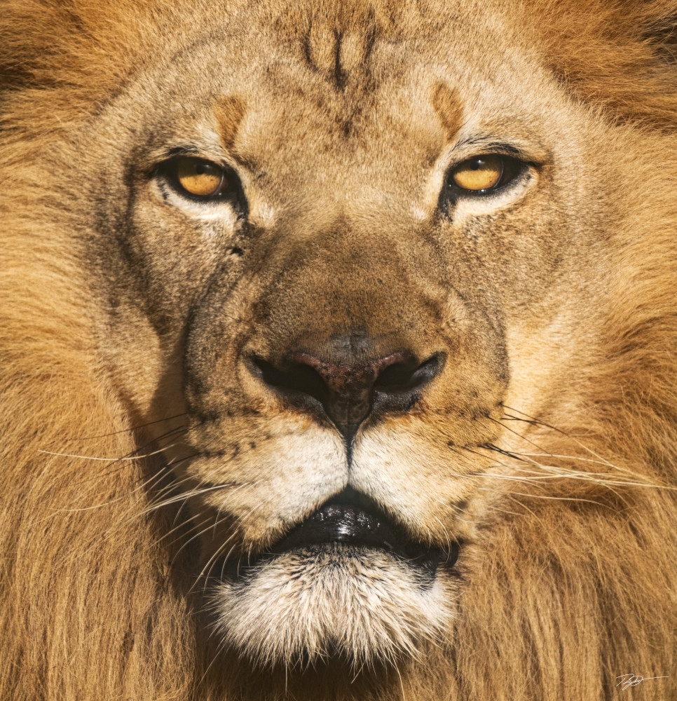 Monarch - A Male Lion Portrait