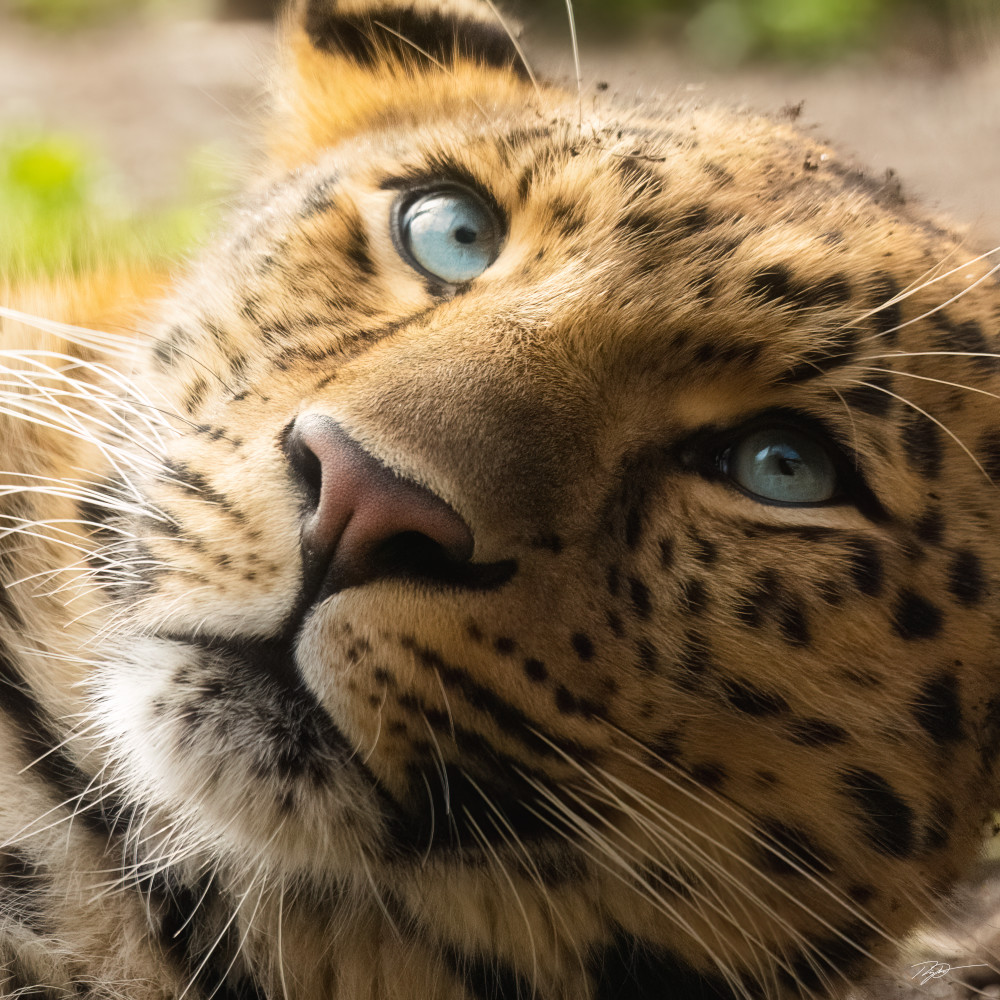 Sapphire's Gaze - Leopard Portrait