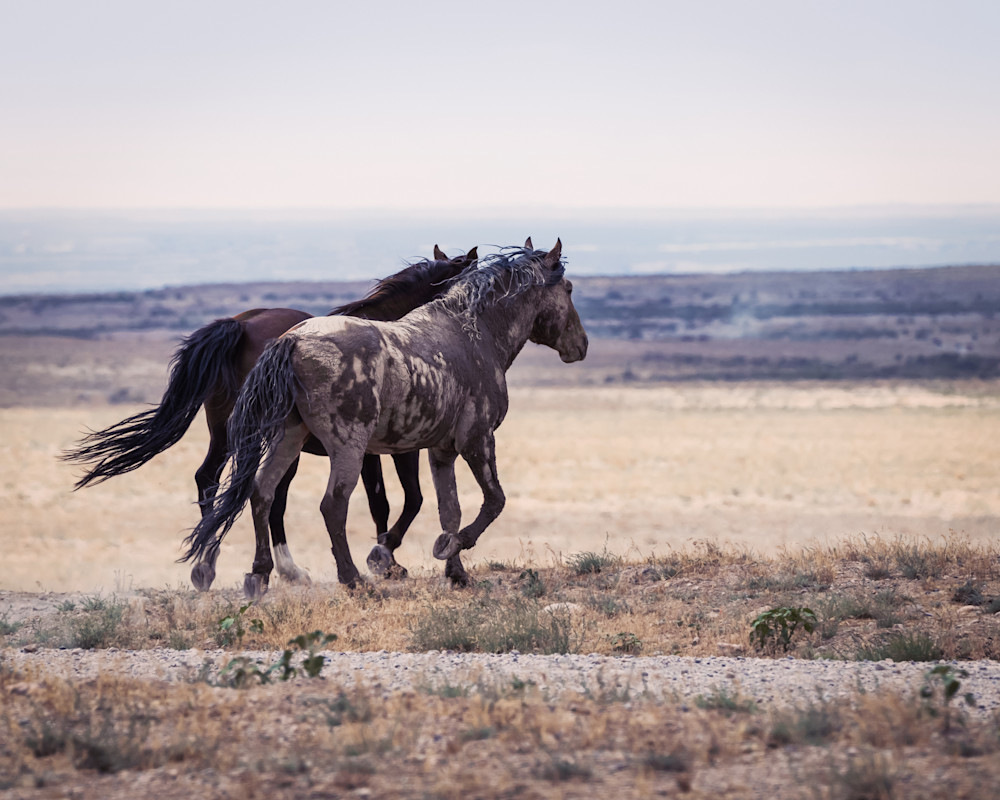 Wild Horses | Lockstep