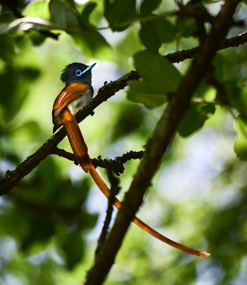 The African Paradise Flycatcher Photography Art | Craig Voth Photography