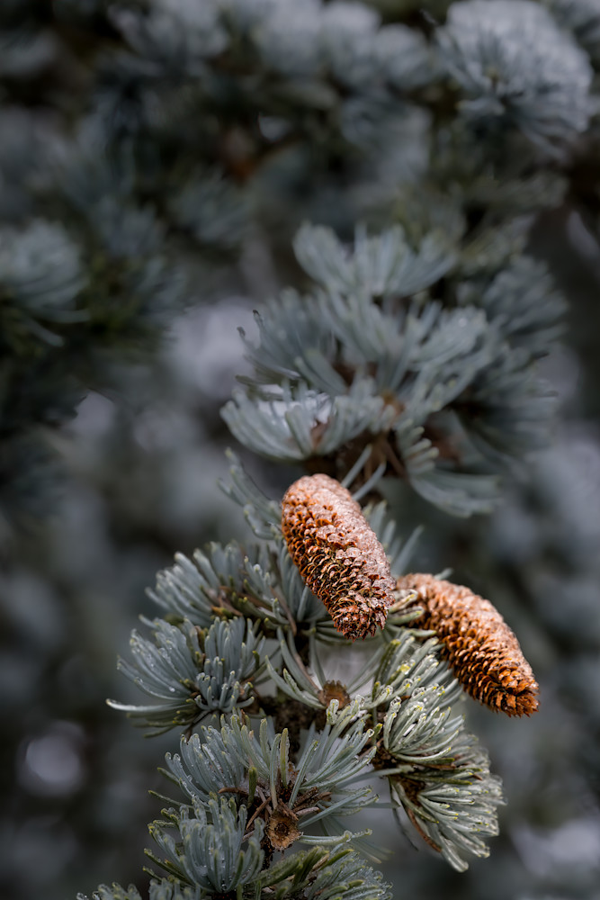 Blue Spruce Icy Cones Photography Art | Gingerich PhotoArt
