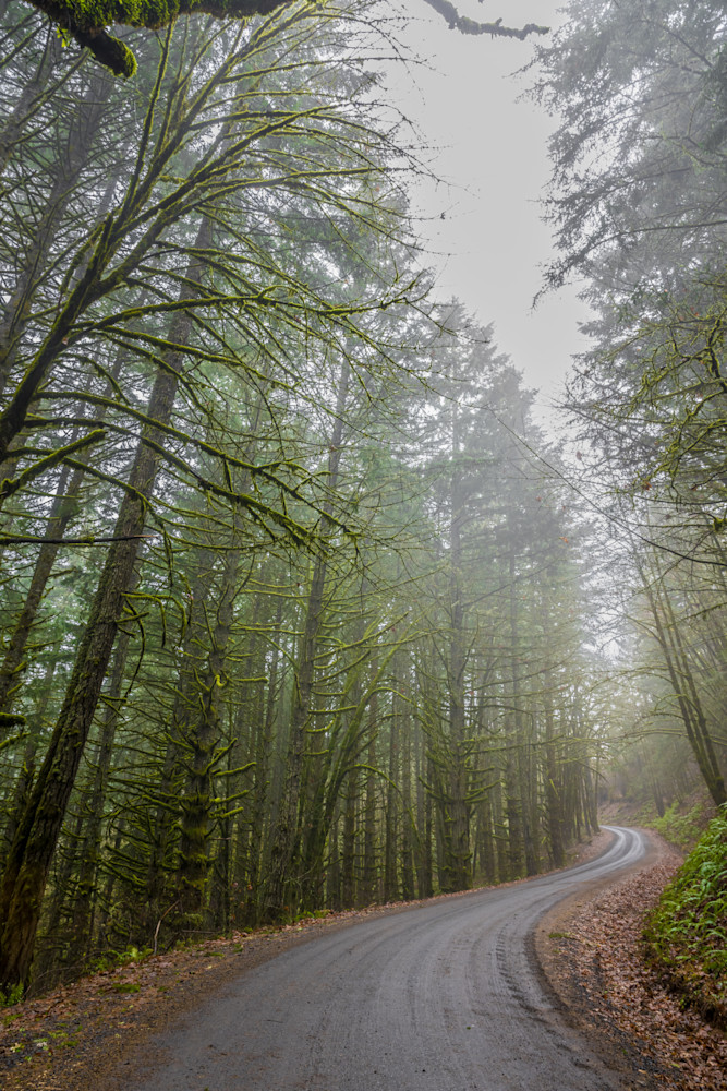 Foggy Forest Photography Art | Gingerich PhotoArt