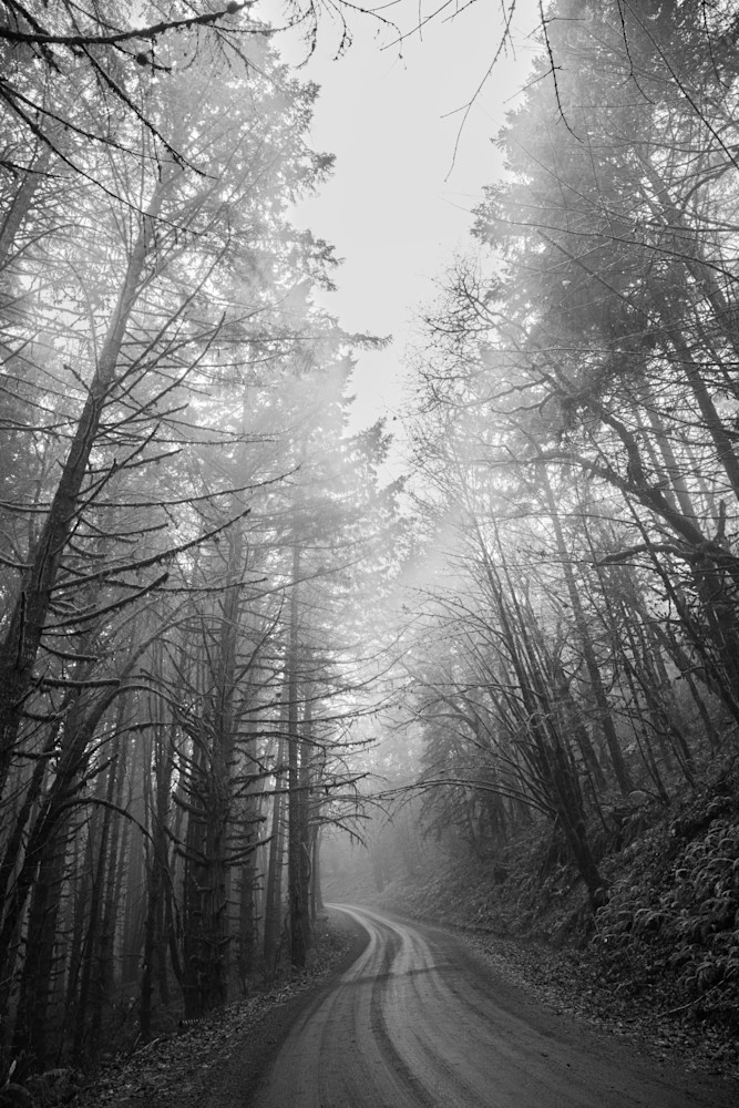 Foggy Forest B&W Photography Art | Gingerich PhotoArt