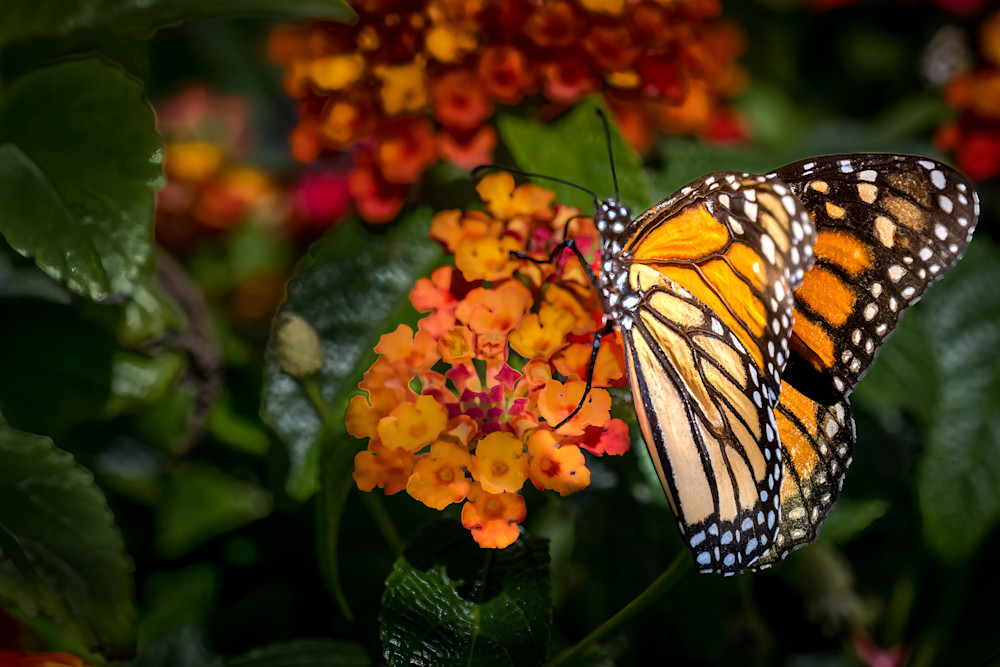 Monarch On West Indian Lantana Photography Art | Gingerich PhotoArt
