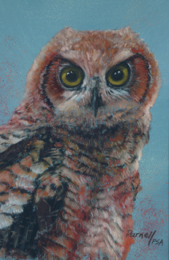 Owl On Teal Art | Parnell Studios