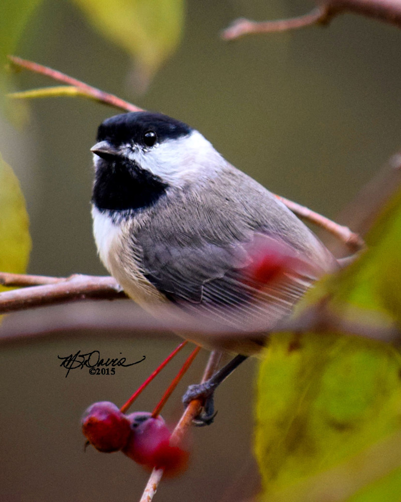 Carolina Chickadee Photography Art | Davis Photo Art LLC