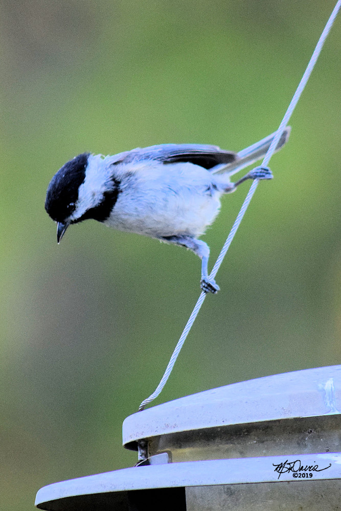 Chicadeedledee Photography Art | Davis Photo Art LLC