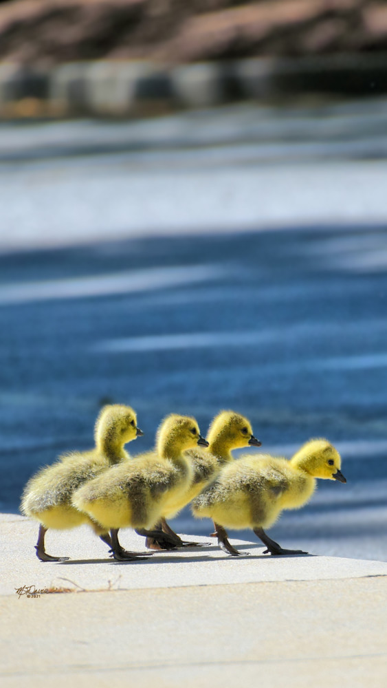 Gosling Down Photography Art | Davis Photo Art LLC