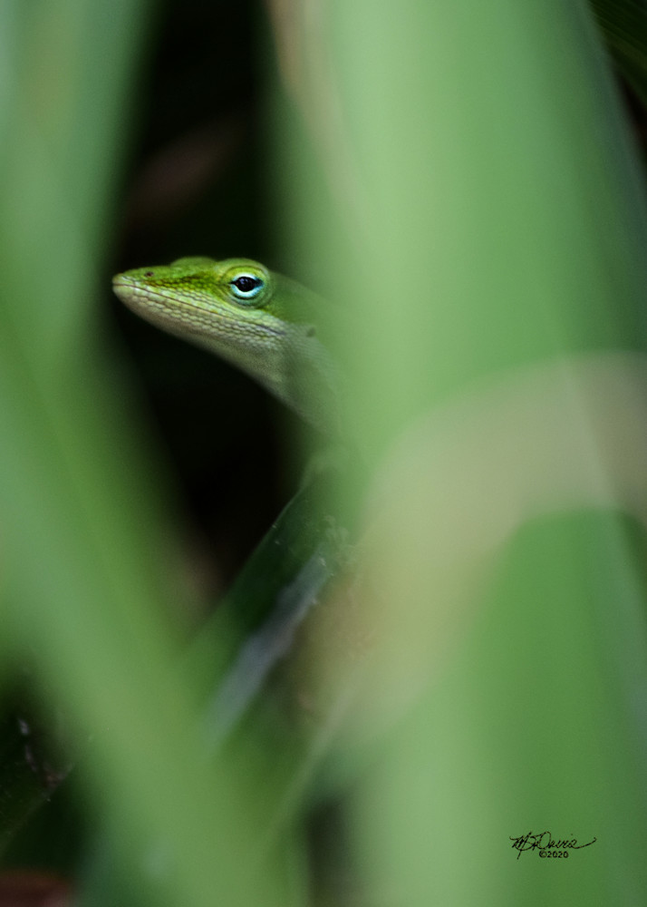 Grassy Eyed Photography Art | Davis Photo Art LLC