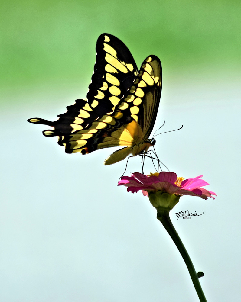 Great Swallowtail Photography Art | Davis Photo Art LLC