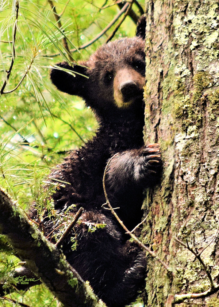 Holding On Photography Art | Davis Photo Art LLC