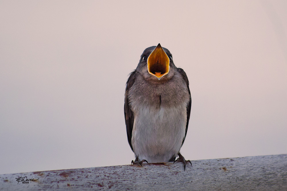 Hungry Photography Art | Davis Photo Art LLC