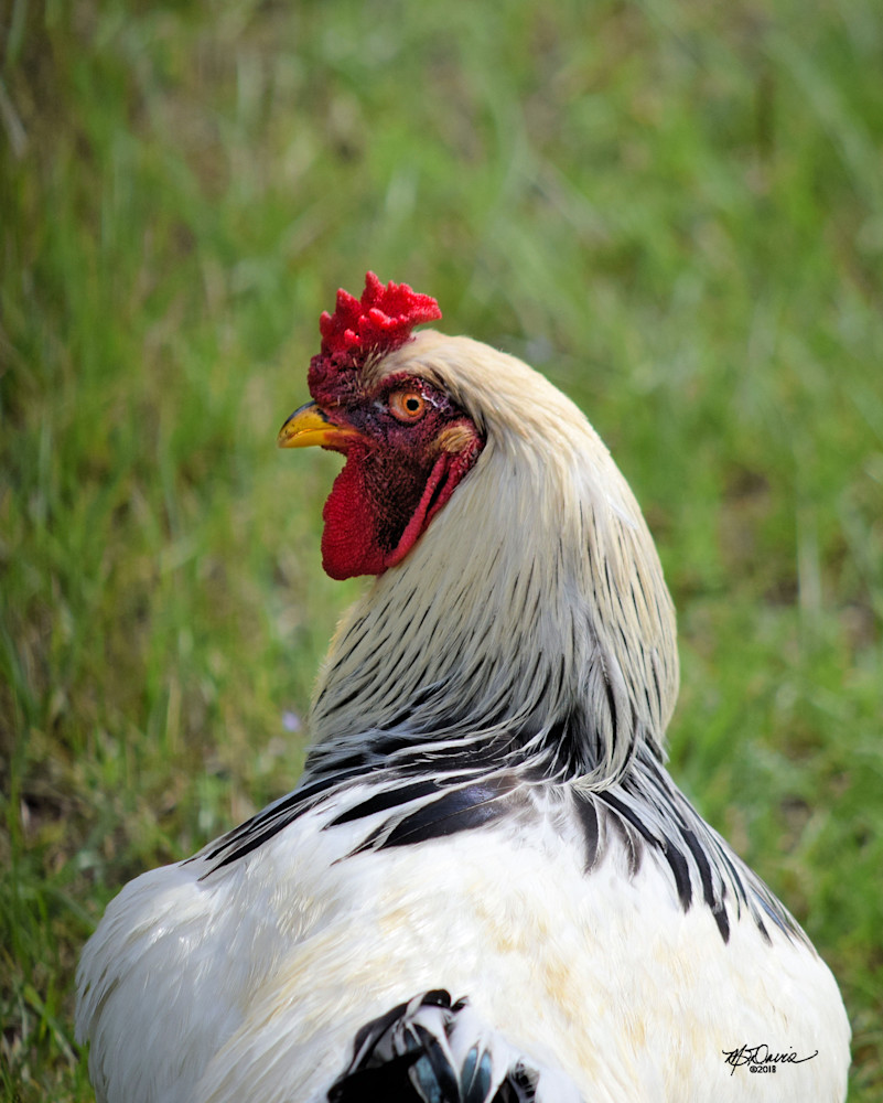 I See You Photography Art | Davis Photo Art LLC