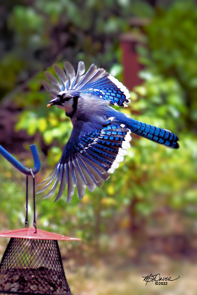 Nest Run Photography Art | Davis Photo Art LLC