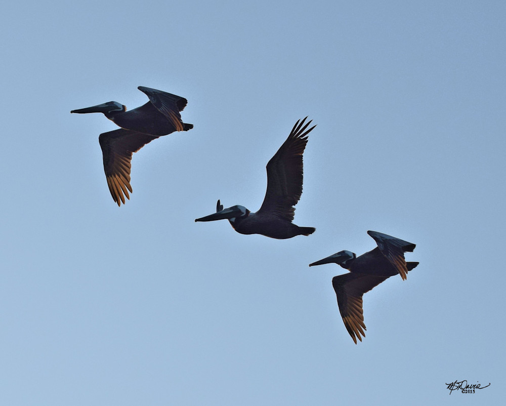 Pelican Sequence Photography Art | Davis Photo Art LLC