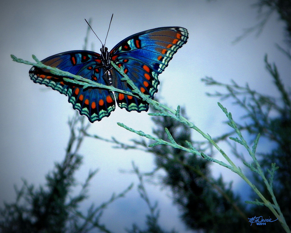 Revelation Photography Art | Davis Photo Art LLC