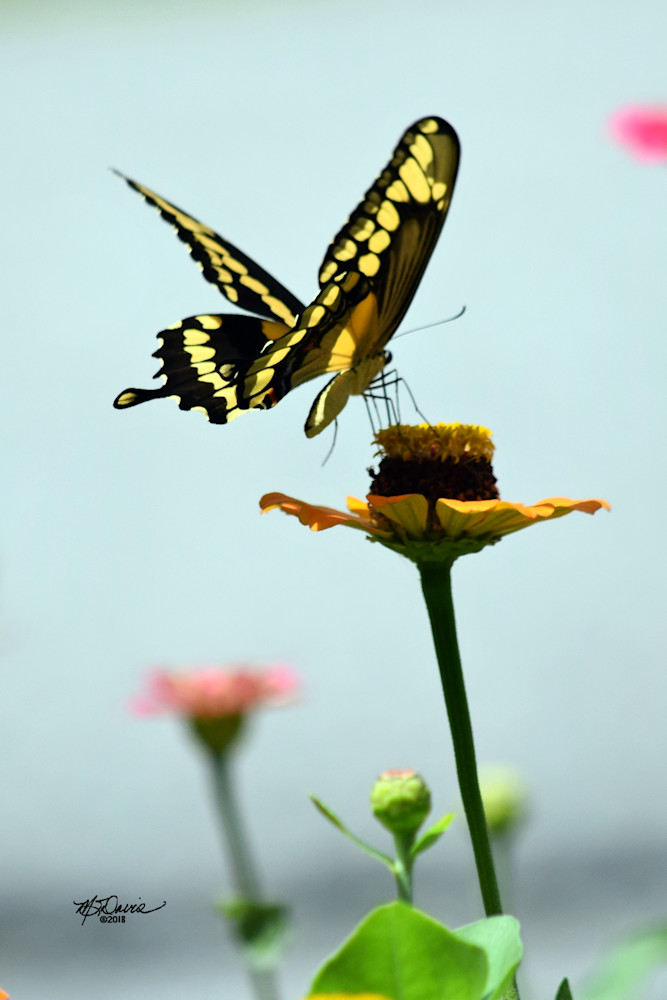 Table For One Photography Art | Davis Photo Art LLC