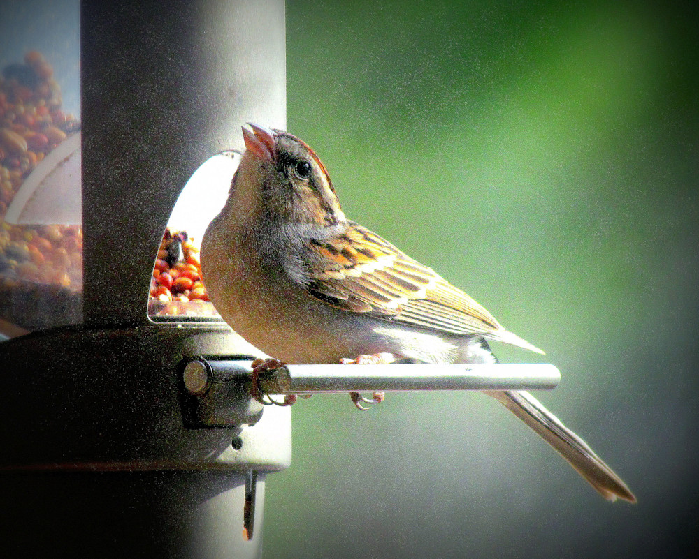 Sparrow Praise Photography Art | Davis Photo Art LLC