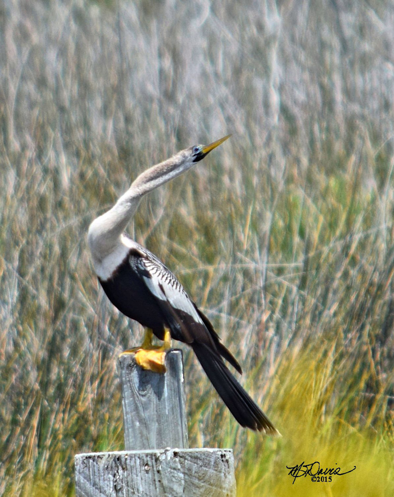 Twisted Photography Art | Davis Photo Art LLC