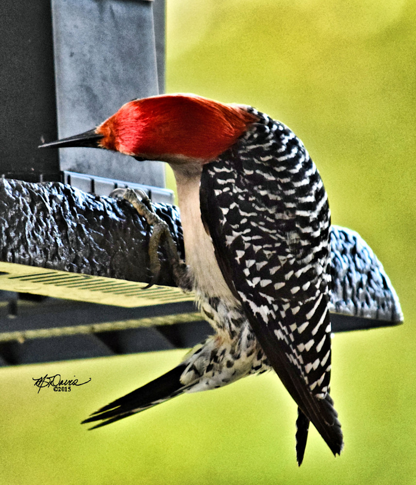 Red Belly Photography Art | Davis Photo Art LLC