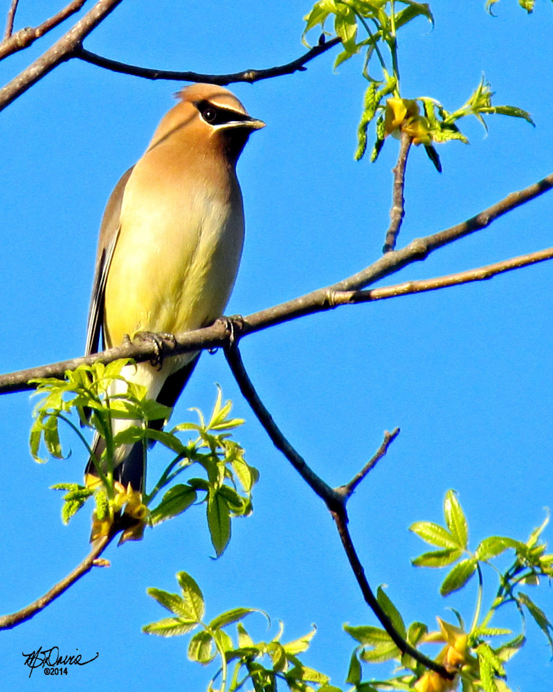Cedar Waxwing Photography Art | Davis Photo Art LLC