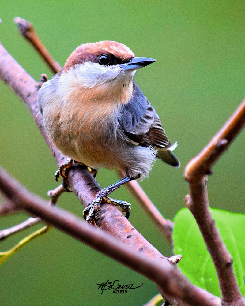 Brown Headed Nuthatch Photography Art | Davis Photo Art LLC