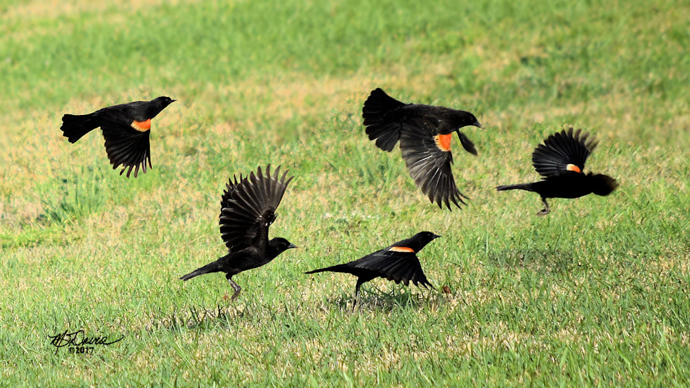 Carouge A Epaulettes Photography Art | Davis Photo Art LLC