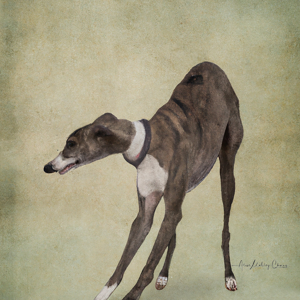 Greyhound Playful Ukiyo E Art | Alice MC