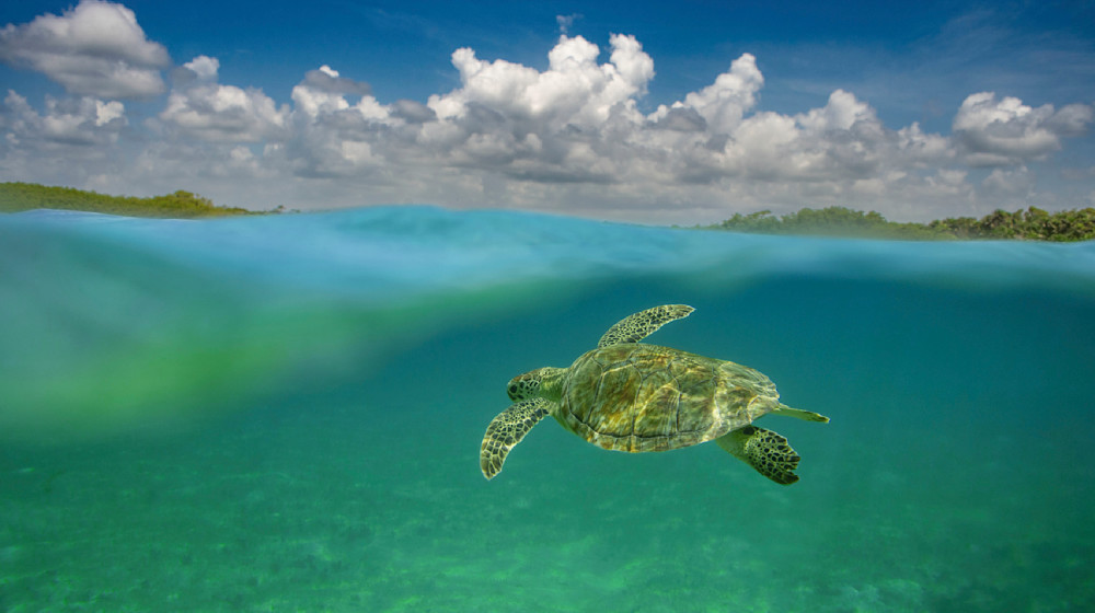 Turtle Fly Photography Art | Dodge Ocean
