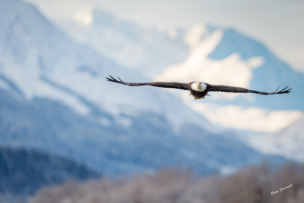 Majesty Of Flight Art | Alaska Wild Bear Photography