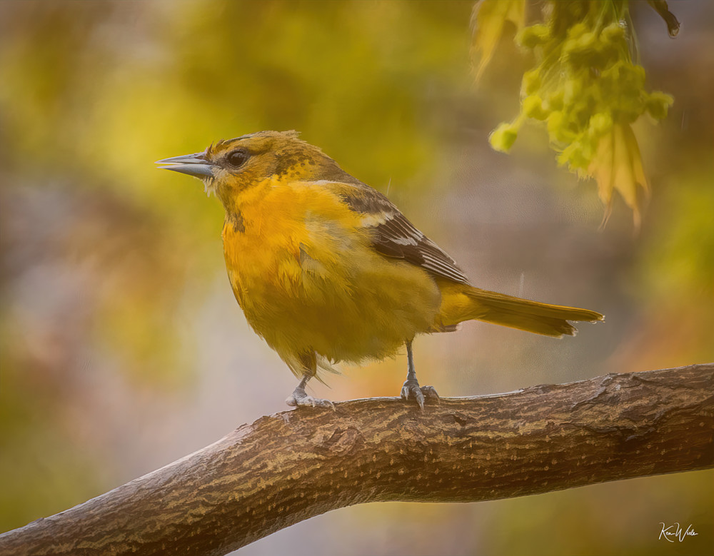 Oriole In Spring Photography Art | Ken Wiele Photography