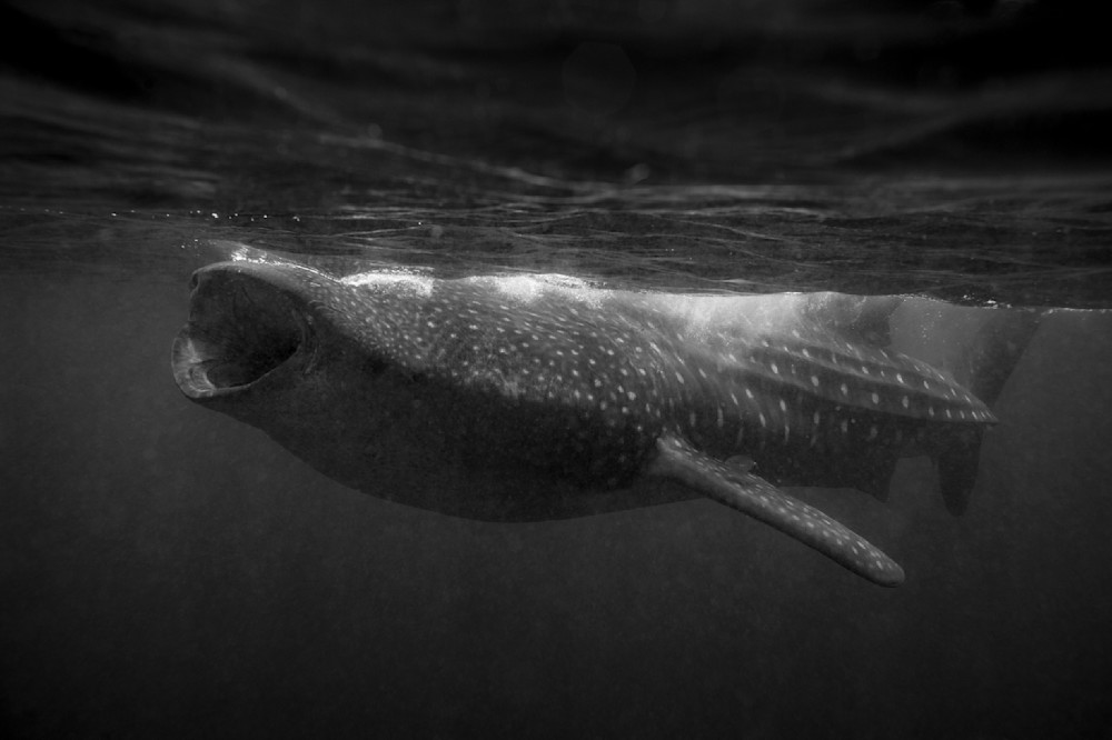 Whale Shark B W Photography Art | Dodge Ocean