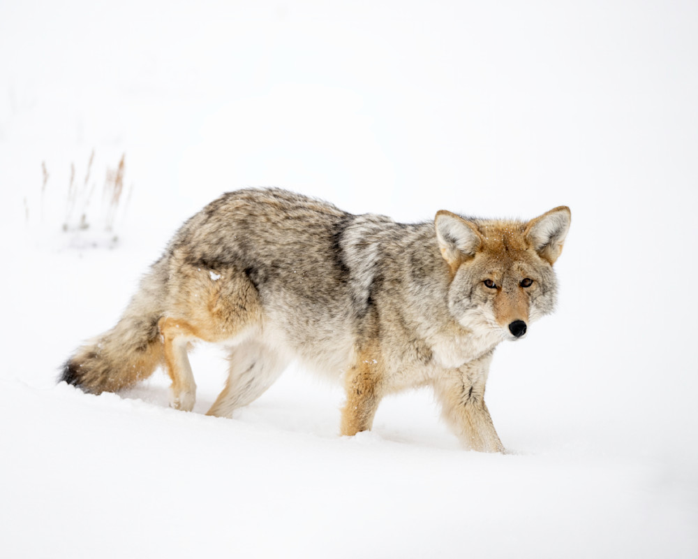 Coyote In Winter, Yellowstone National Park Photography Art | Tom Ingram Photography