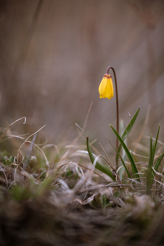 A Lone Yellow Bell
