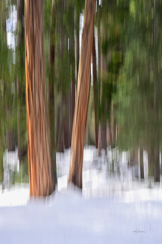 Abstract Cedar Trunks Ii Photography Art | Niobe Burden Fine Art Photography