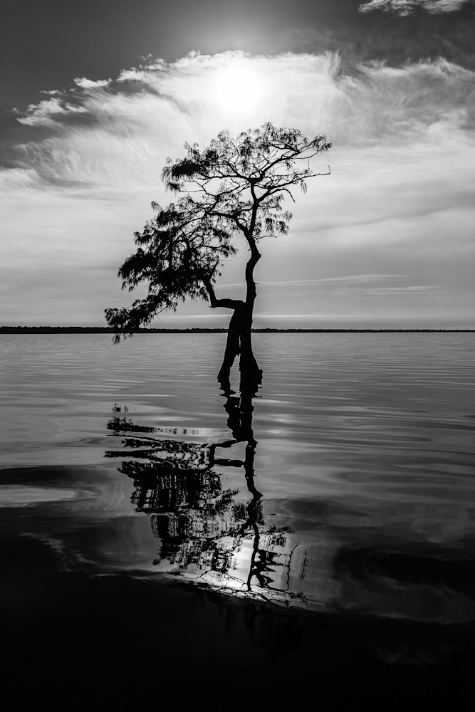 Cypress Reflection