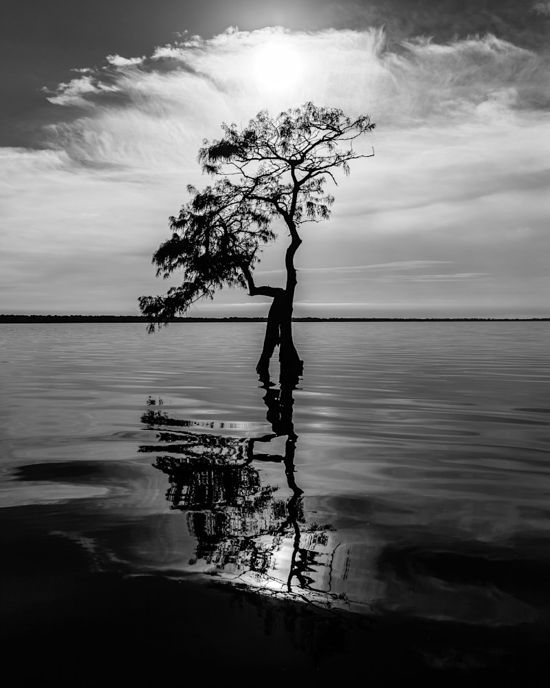 Cypress Reflection II