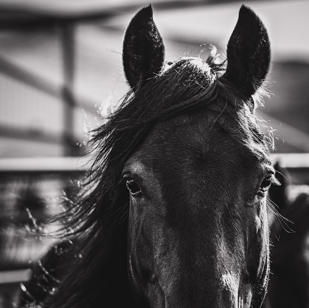 Stevie Wonder Photography Art | AnnieOPhoto