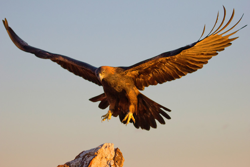 Golden Eagle Landing On Rock Photography Art | Christina Rudman Photography
