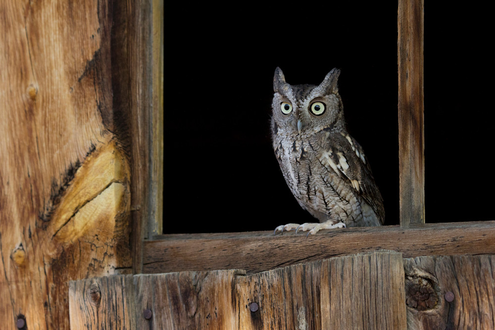 E.Screech Owl In Barn Window Photography Art | Christina Rudman Photography