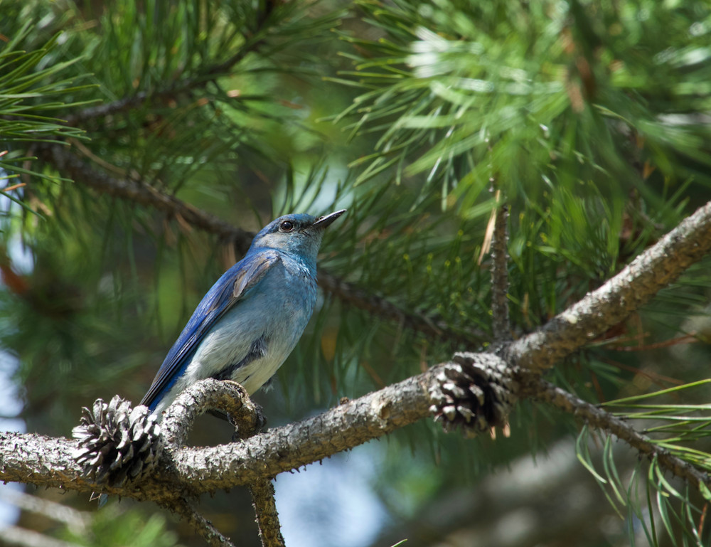 Mountain Bluebird In Pine Tree Photography Art | Christina Rudman Photography