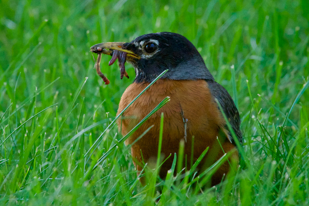 Robin with Worms