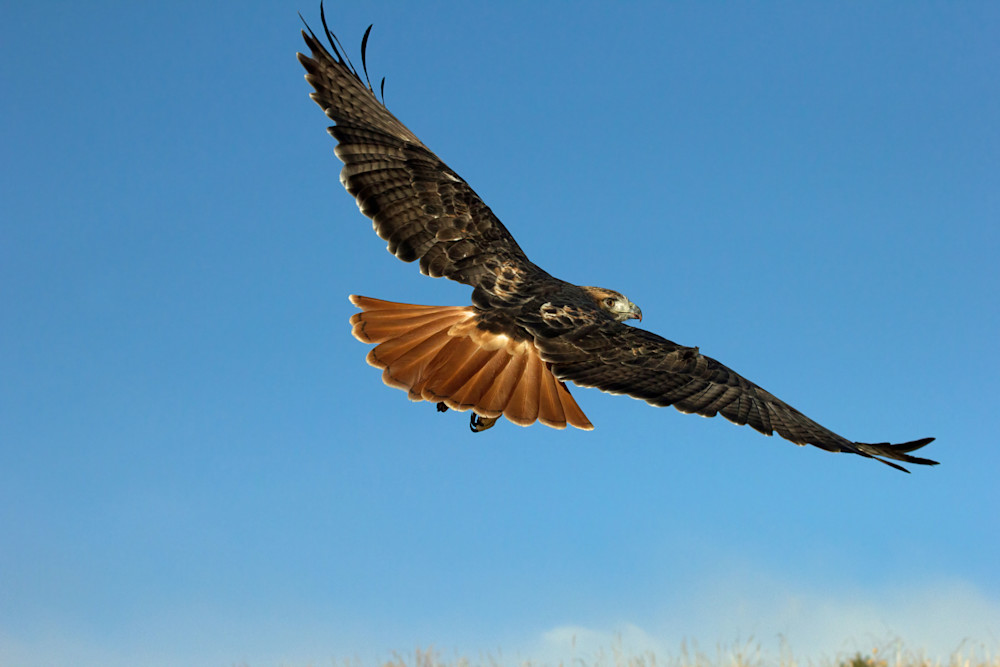 Red Tailed Hawk Flying Photography Art | Christina Rudman Photography