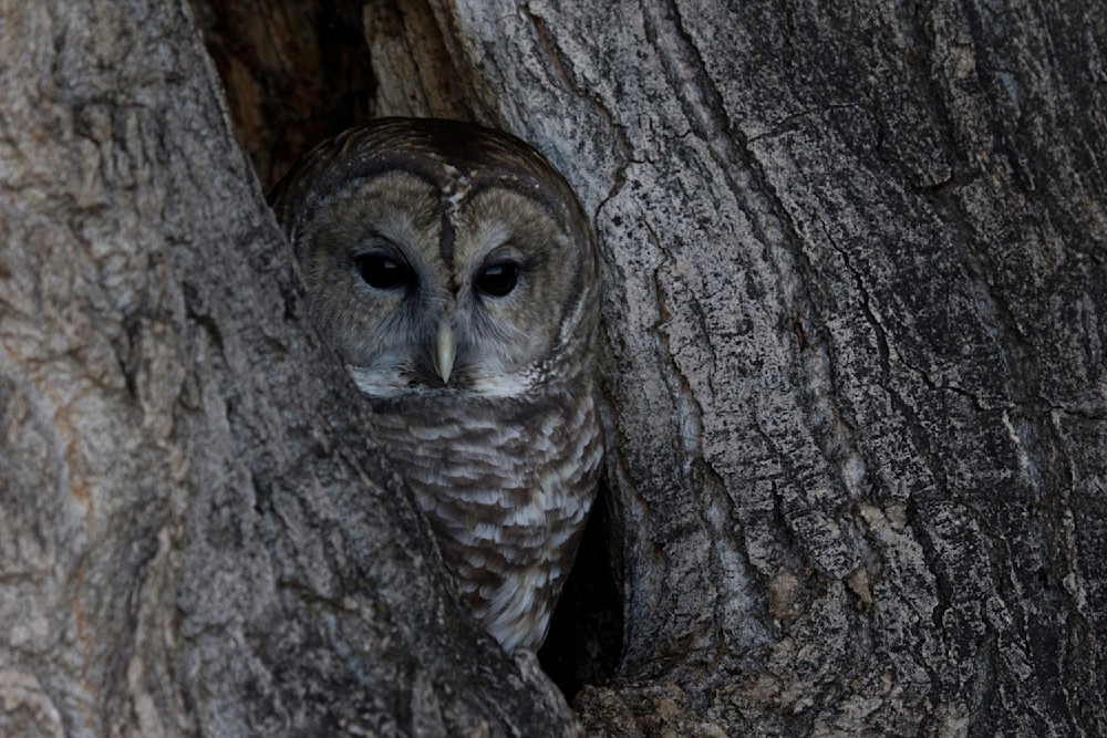 Barred Owl In Tree Nook Photography Art | Christina Rudman Photography