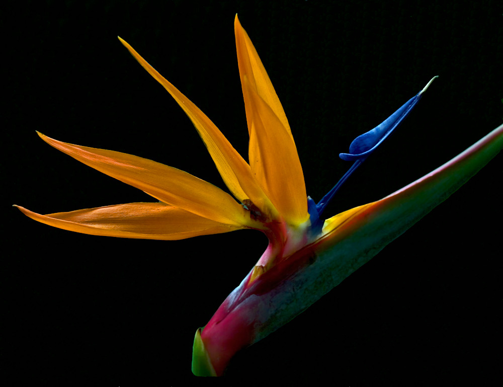 Bird Of Paradise Closeup Photography Art | Christina Rudman Photography